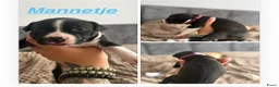 American Staffordshire Terriër honden te koop: 🐶🐾Amerikaanse Staffordshire Terrier🐾🐶 - Advertentie 11