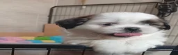 Shih Tzu honden te koop: Nog 1 teefje beschikbaar  - Advertentie 2