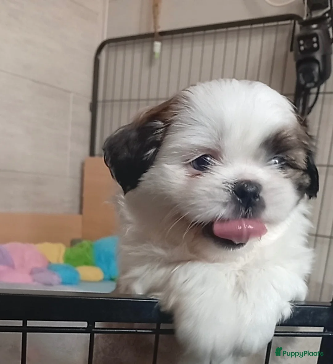 Shih Tzu honden te koop: Nog 1 teefje beschikbaar  - Advertentie 2