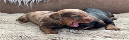 Dwergteckel honden te koop: Vrolijke ruwharige dwergteckels  - Advertentie 2