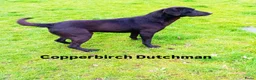 Labrador Retriever honden te koop: Fieldtrial labrador pups  - Advertentie 14