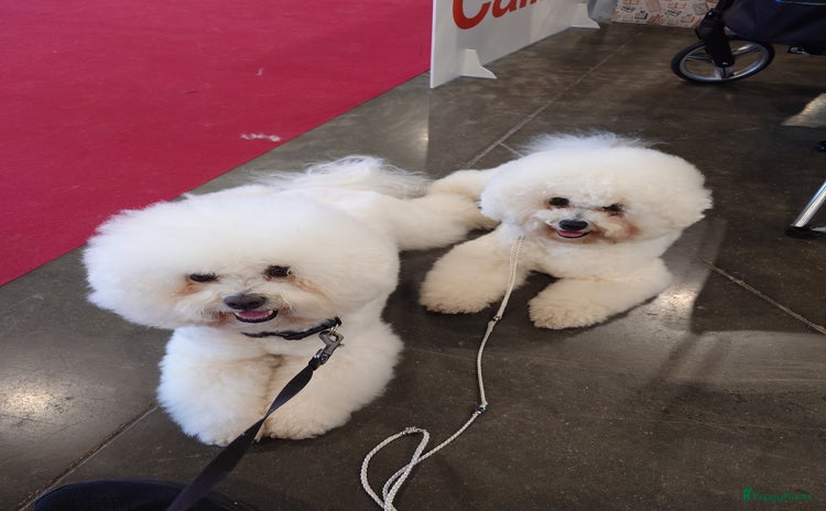 Bichon Frisé honden - Advertentie 2