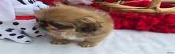 Pekingees honden te koop: Heel mooi Pekinees reutje - Advertentie 16