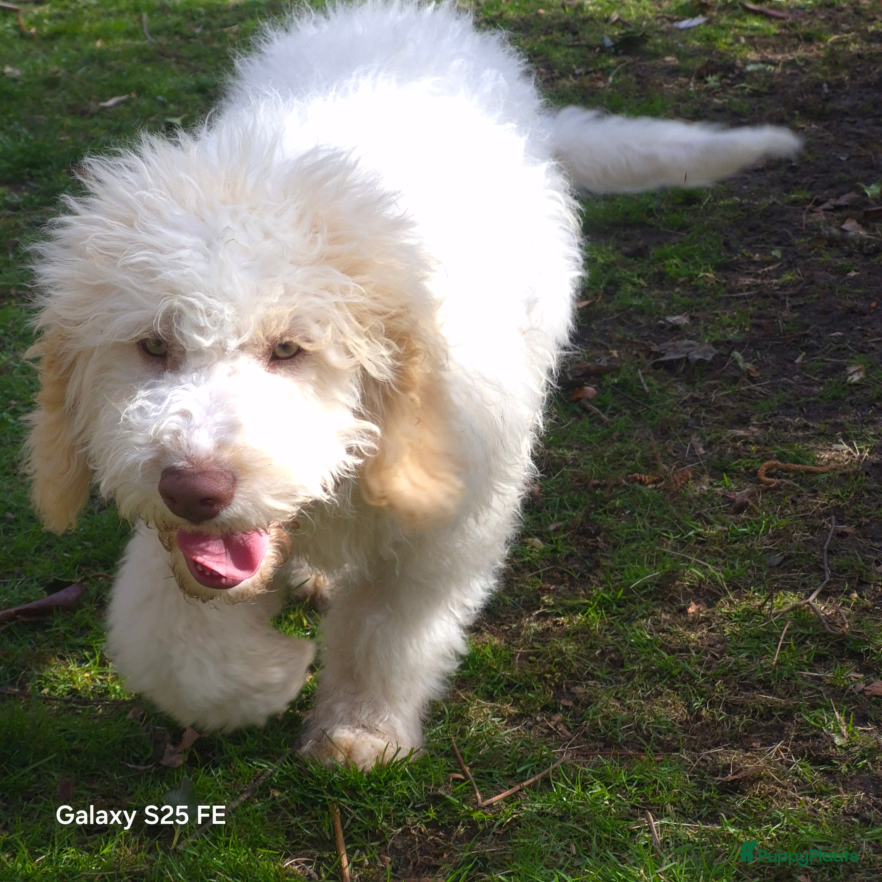 Lagotto Romagnolo honden Lagotto romagnolo pups  - Advertentie 1