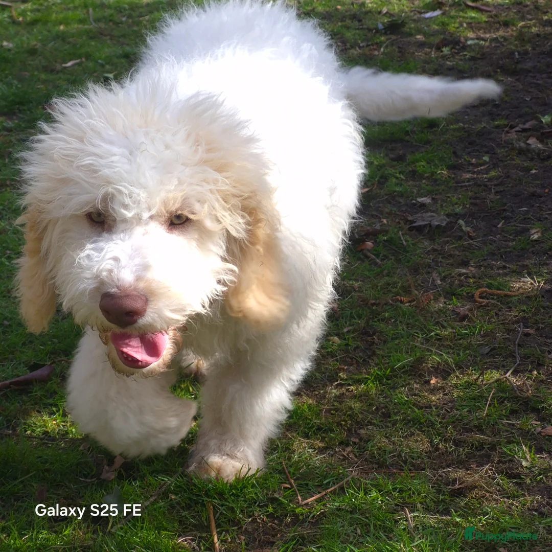 Lagotto Romagnolo honden te koop: Lagotto romagnolo pups  - Advertentie 2