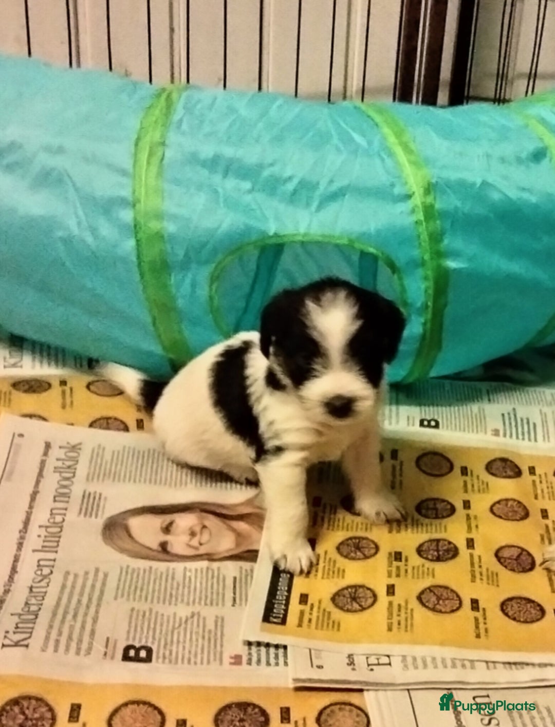 Jack Russel Terriër honden te koop: Jack Russell pups met stamboom - Advertentie 5