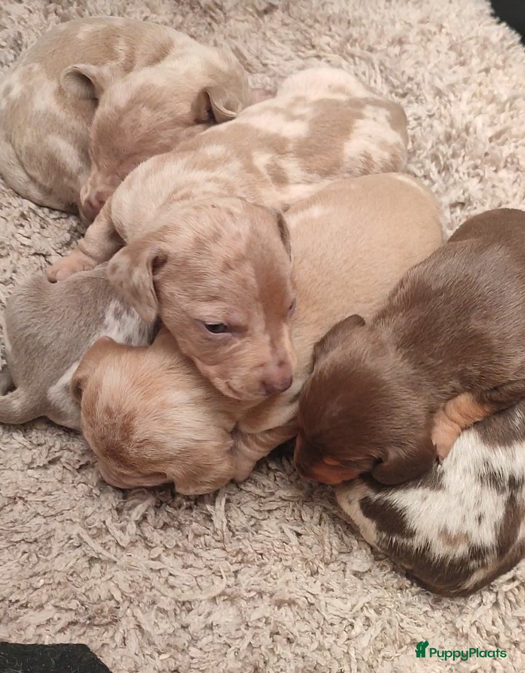 Teckel (korthaar)  honden Prachtige merle dwergteckel pupjes voor reservatie - Advertentie 1