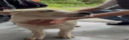 Siberische Husky honden te koop: Pablo, Mali en Mala zoeken een gouden mandje! - Advertentie 6