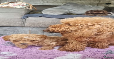Poedel Toy honden - Advertentie 8