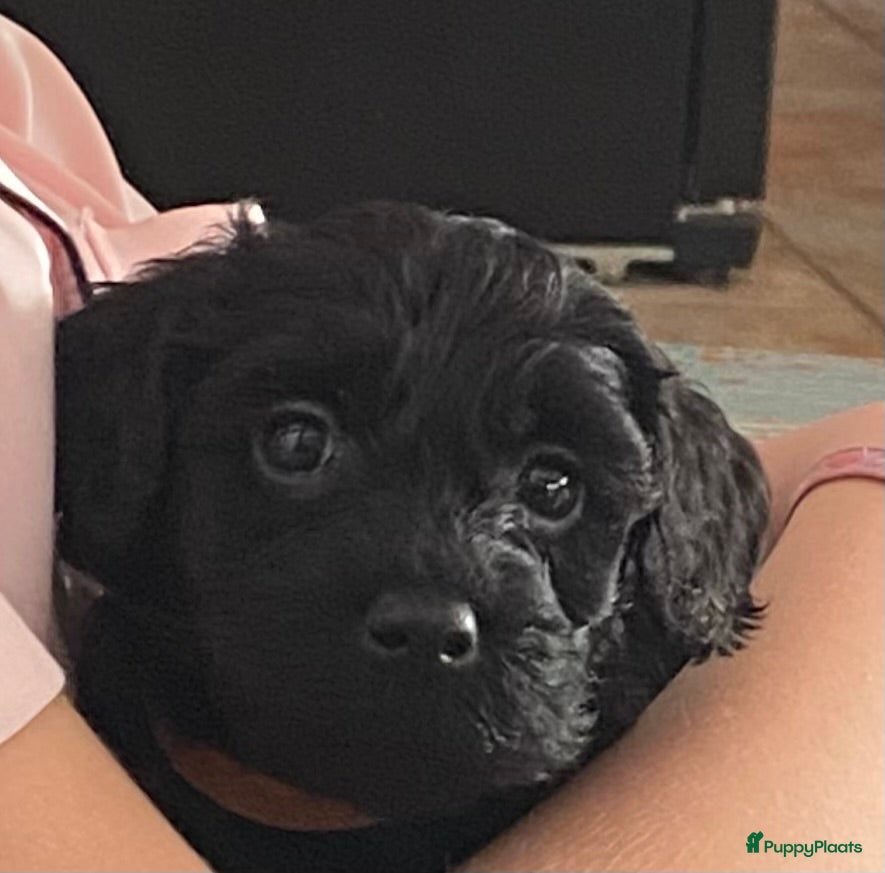 Labradoodle honden Labradoodle(multigen) mini/midi groeien op in huis - Advertentie 1