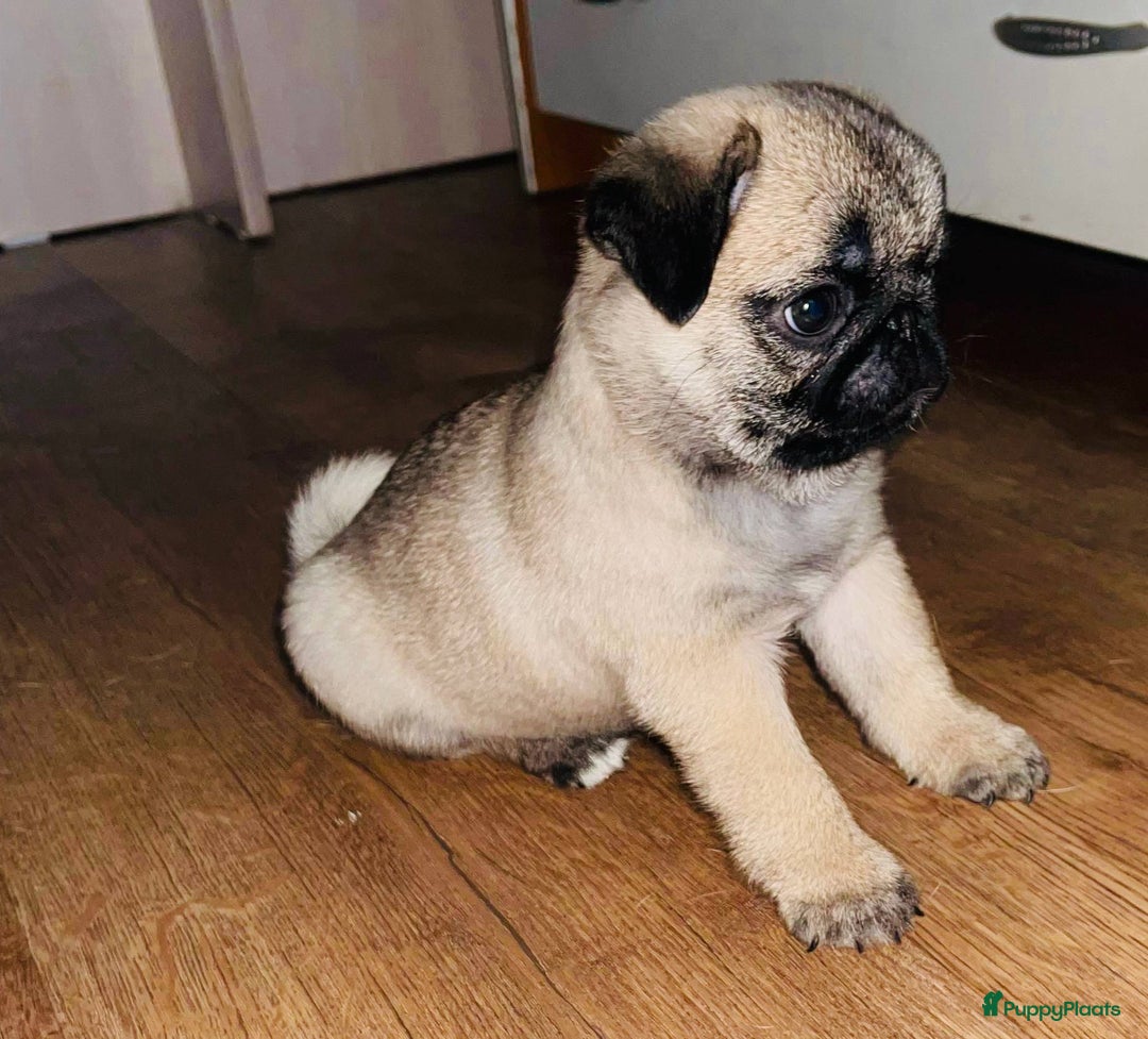 Mopshond honden te koop: Kleine Mopshondjes - Advertentie 3