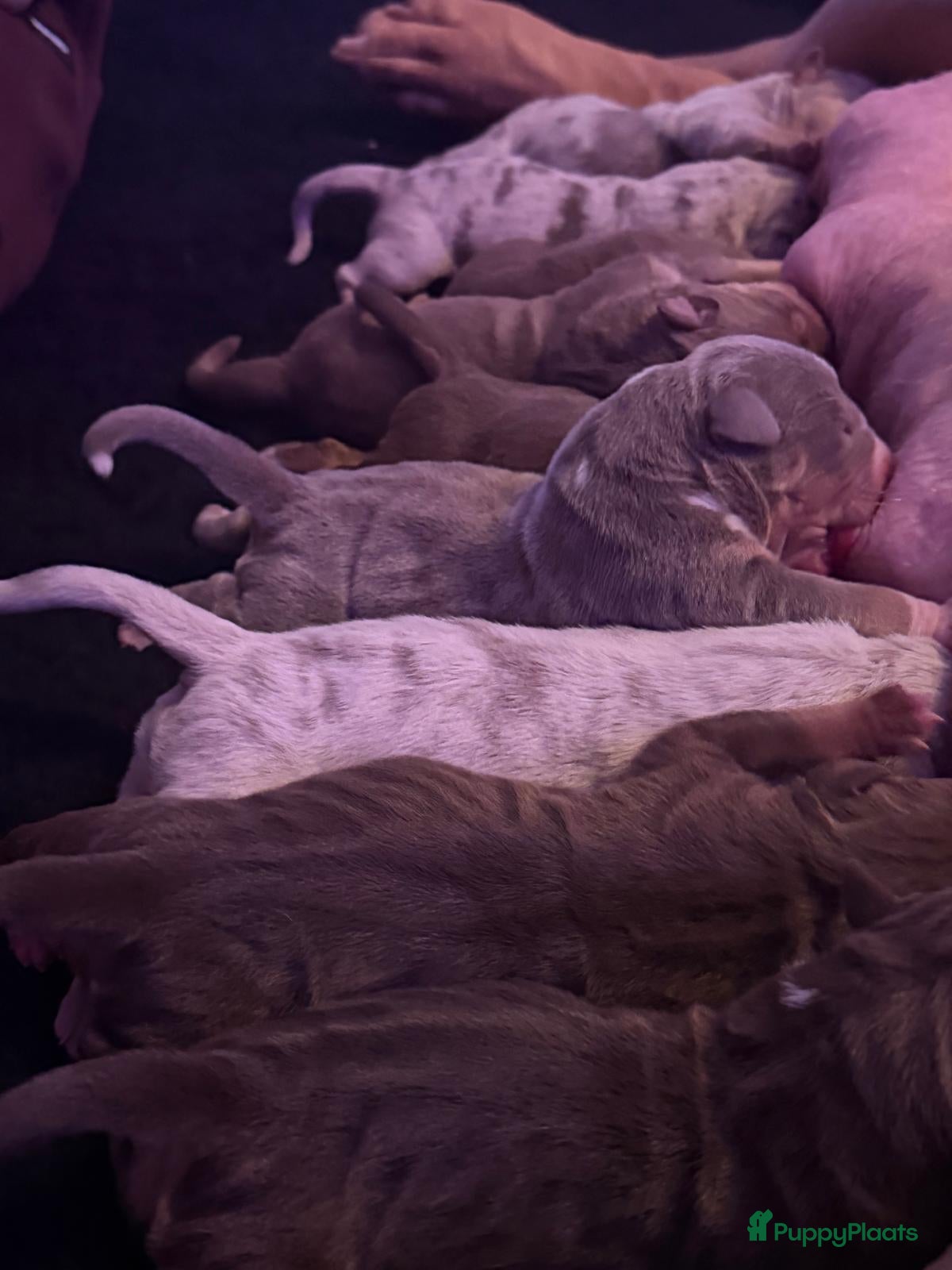 Amerikaanse Bully honden Puppies bully xl van 2 kampioenen  - Advertentie 2