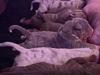Amerikaanse Bully honden Wij verwachten puppies 🤗 - Advertentie 1