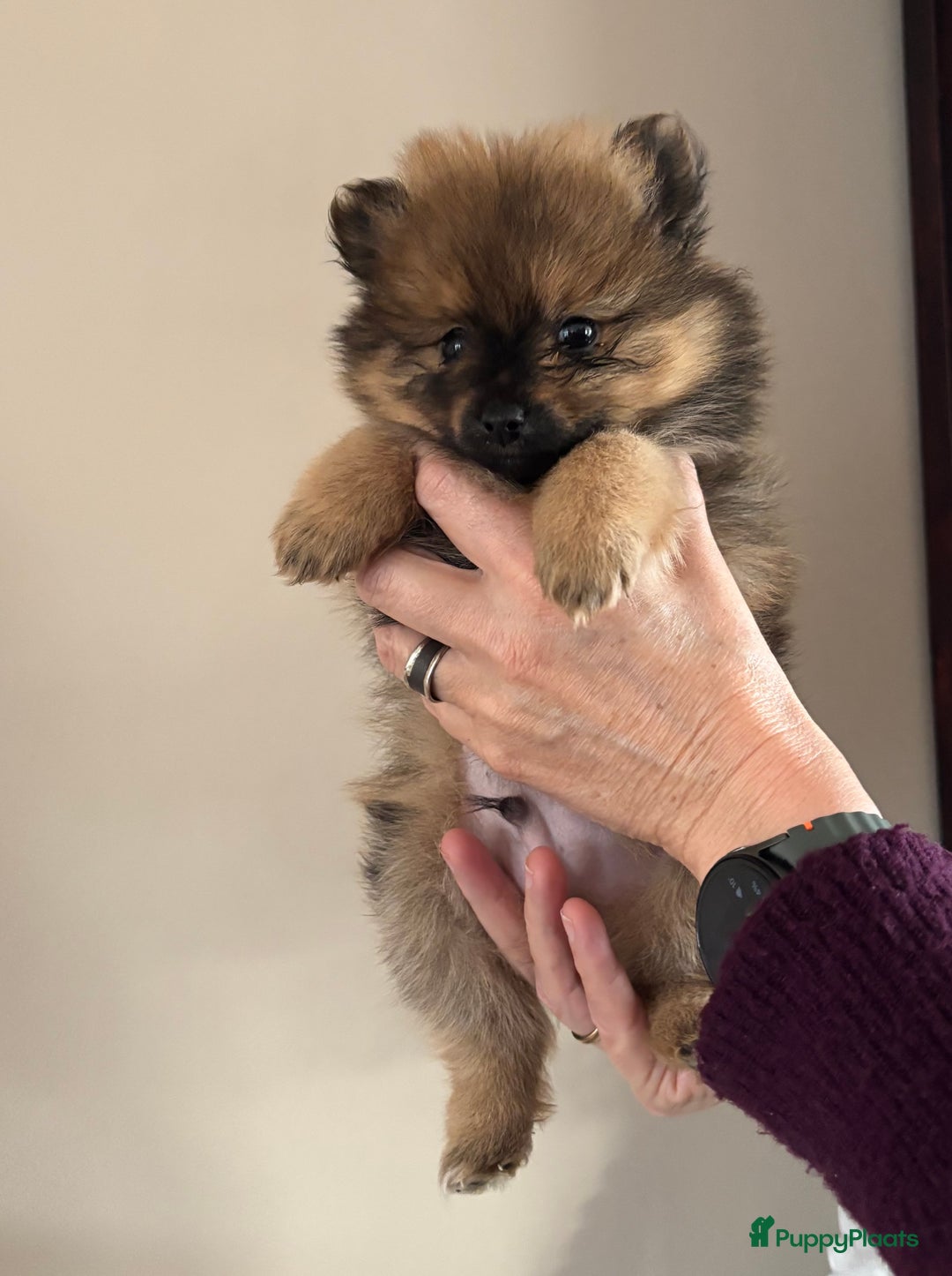 Keeshond honden te koop: 3 prachtige keeshondjes zoeken supergoed huis - Advertentie 2
