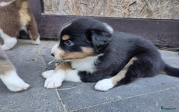 Australian Shepherd honden te koop: Australian Shepherd x Bordercollie pups in Linde - Afbeelding 30