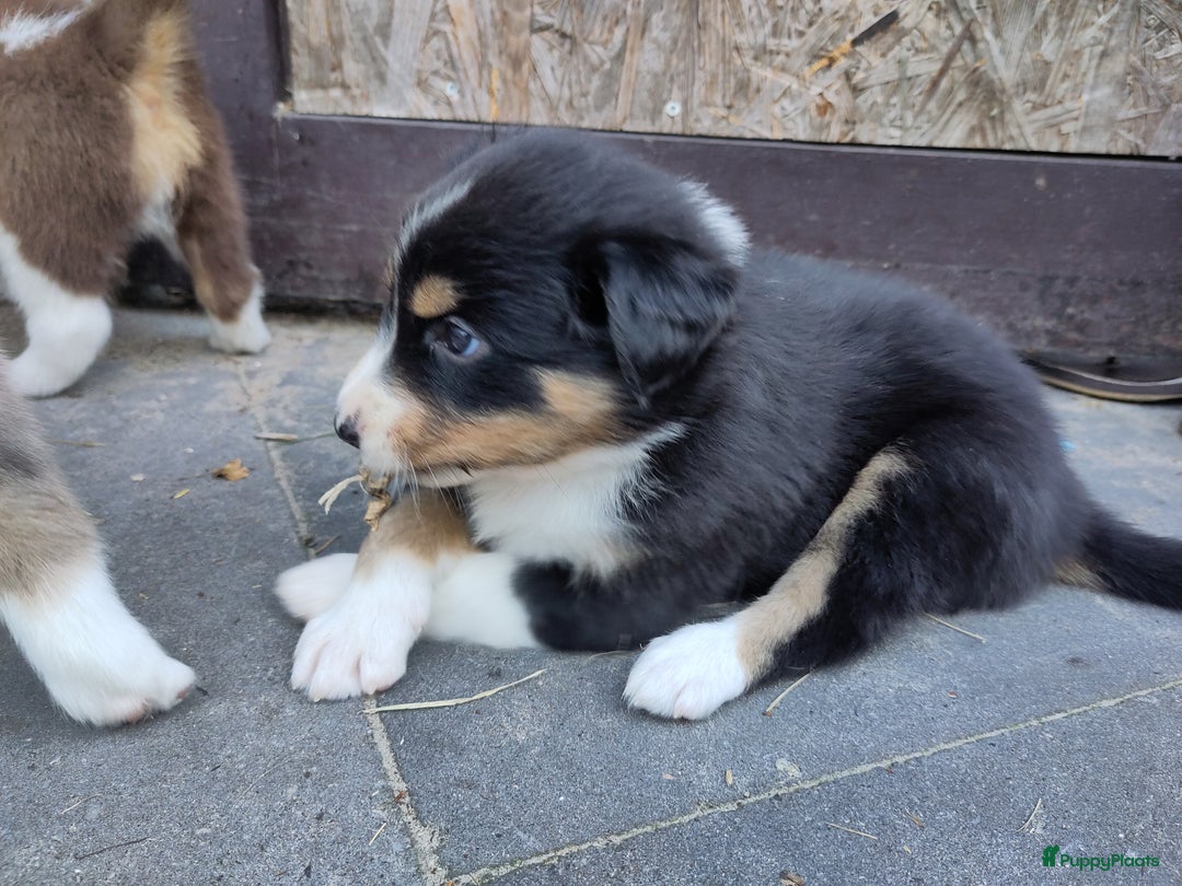 Australian Shepherd honden te koop: Australian Shepherd x Bordercollie pups in Linde - Afbeelding 30