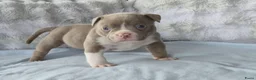 Amerikaanse Bully honden te koop: amerikaanse pocket bully's - Advertentie 20