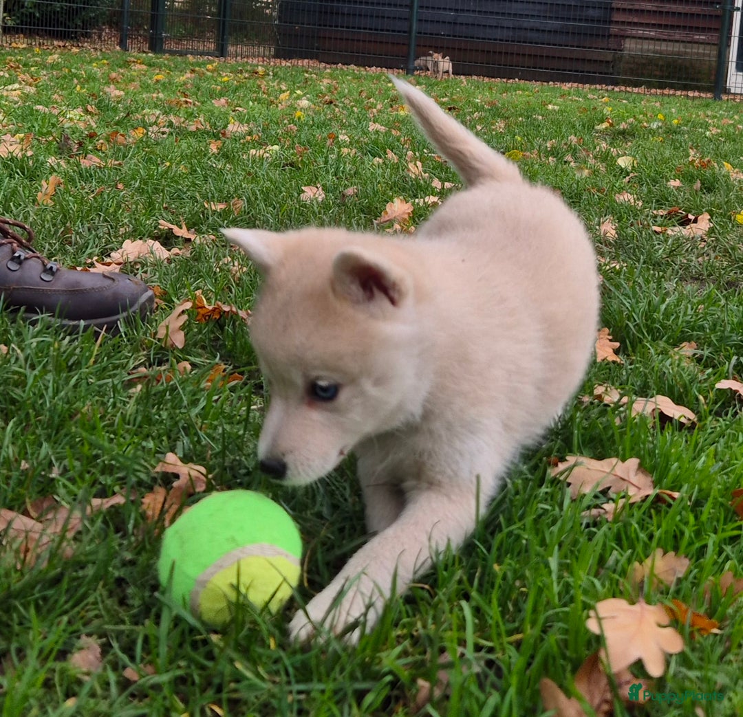 Kruising honden te koop: Pomsky x Shiba inu pups - Advertentie 6