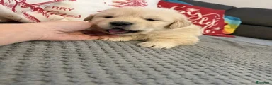 Golden Retriever Puppy 1