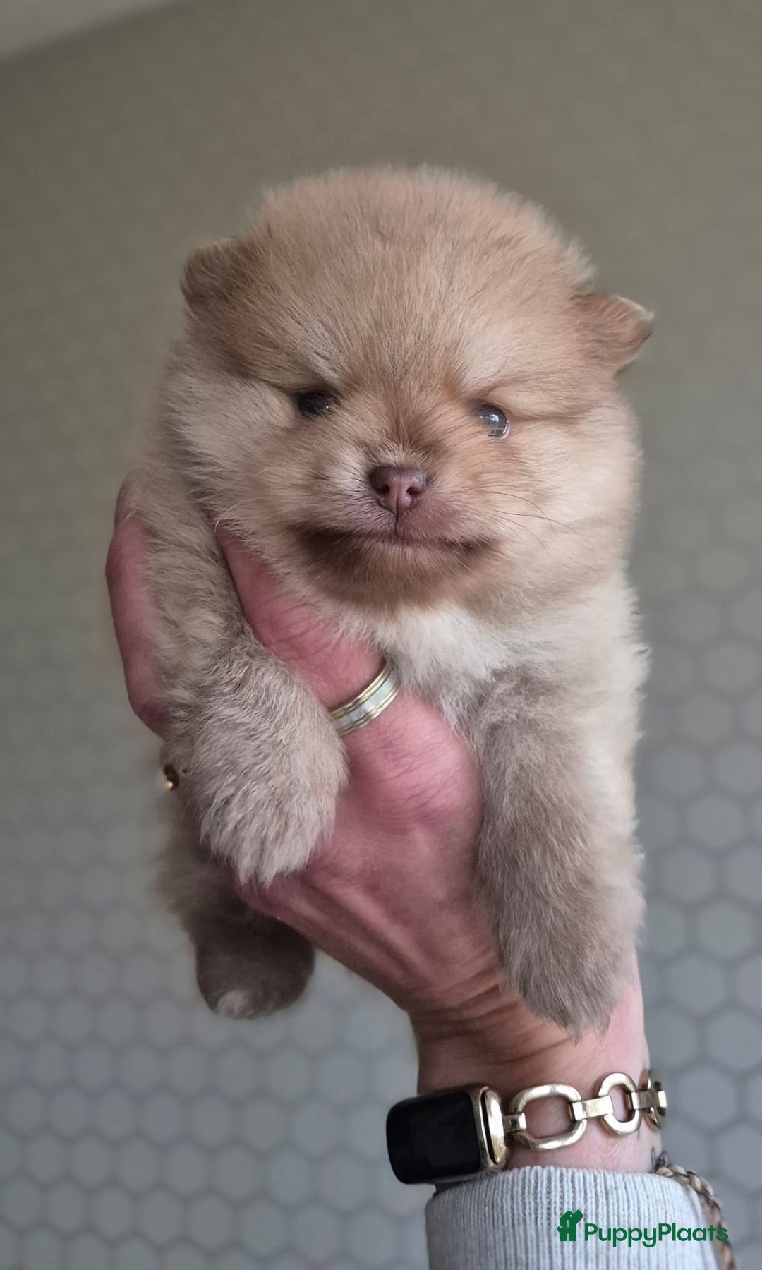 Kruising honden te koop: 3 reutjes - Advertentie 17