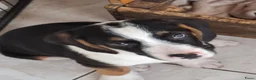 Kruising honden te koop: lieve kruising Beagle - Advertentie 5