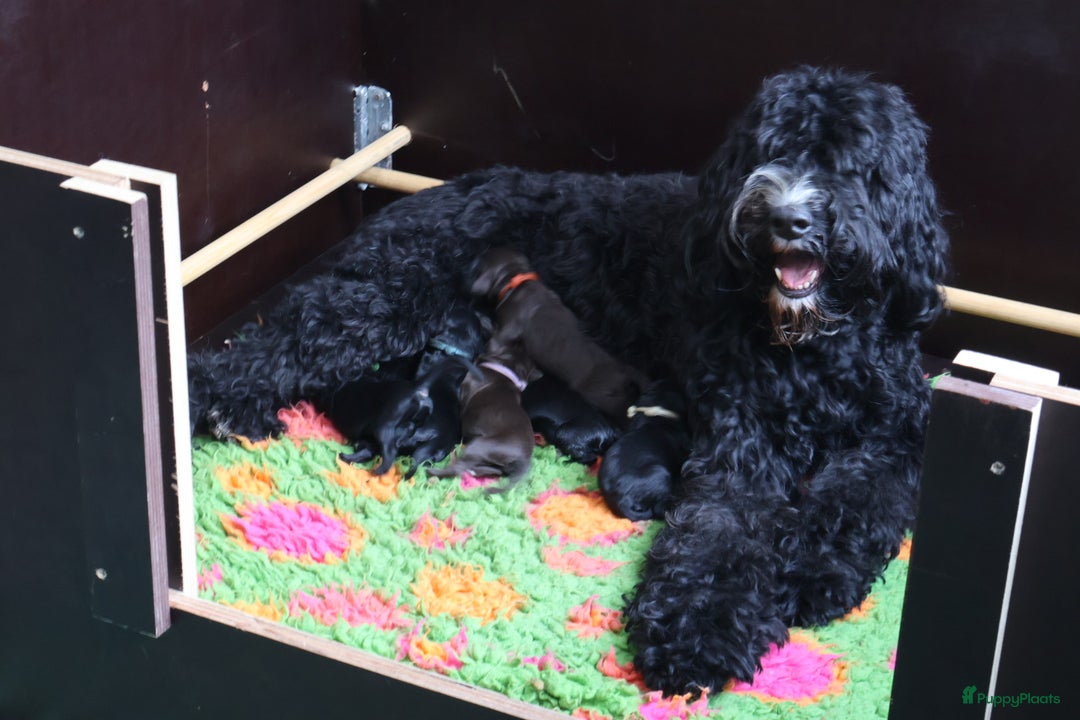 Barbet honden te koop: Hazel zoekt haar gouden mandje - Advertentie 1