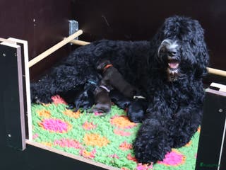 Barbet honden te koop: Hazel zoekt haar gouden mandje - Advertentie 1