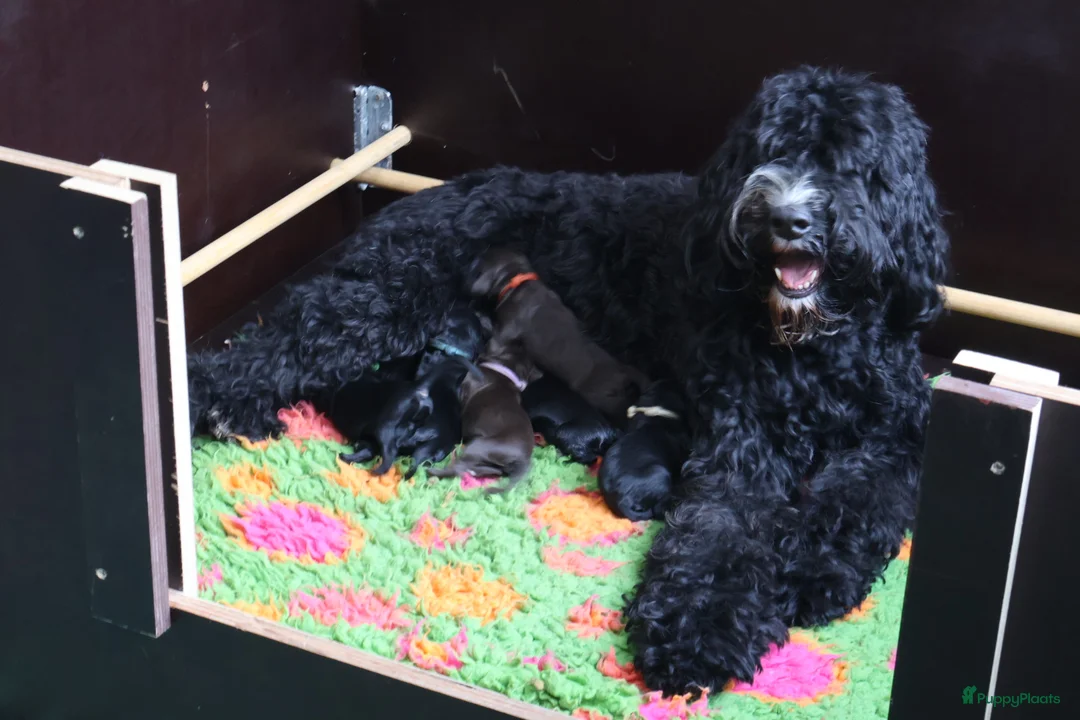 Barbet honden te koop: Hazel zoekt haar gouden mandje - Advertentie 1