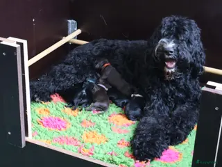 Barbet honden Hazel zoekt haar gouden mandje - Advertentie 13