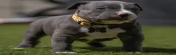 Amerikaanse Bully honden ter dekking: American Bully XL dekreu  - Advertentie 20
