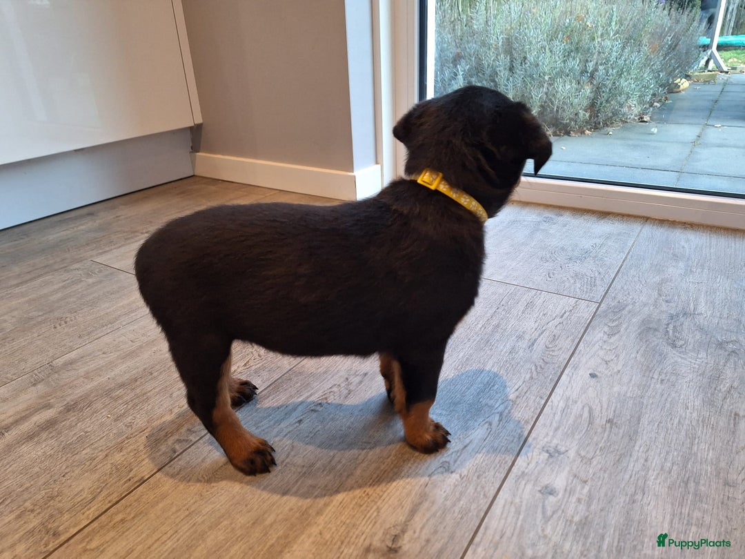 Rottweiler honden te koop: Prachtige Rottweiler pups met STAMBOOM en GARANTIE - Advertentie 7