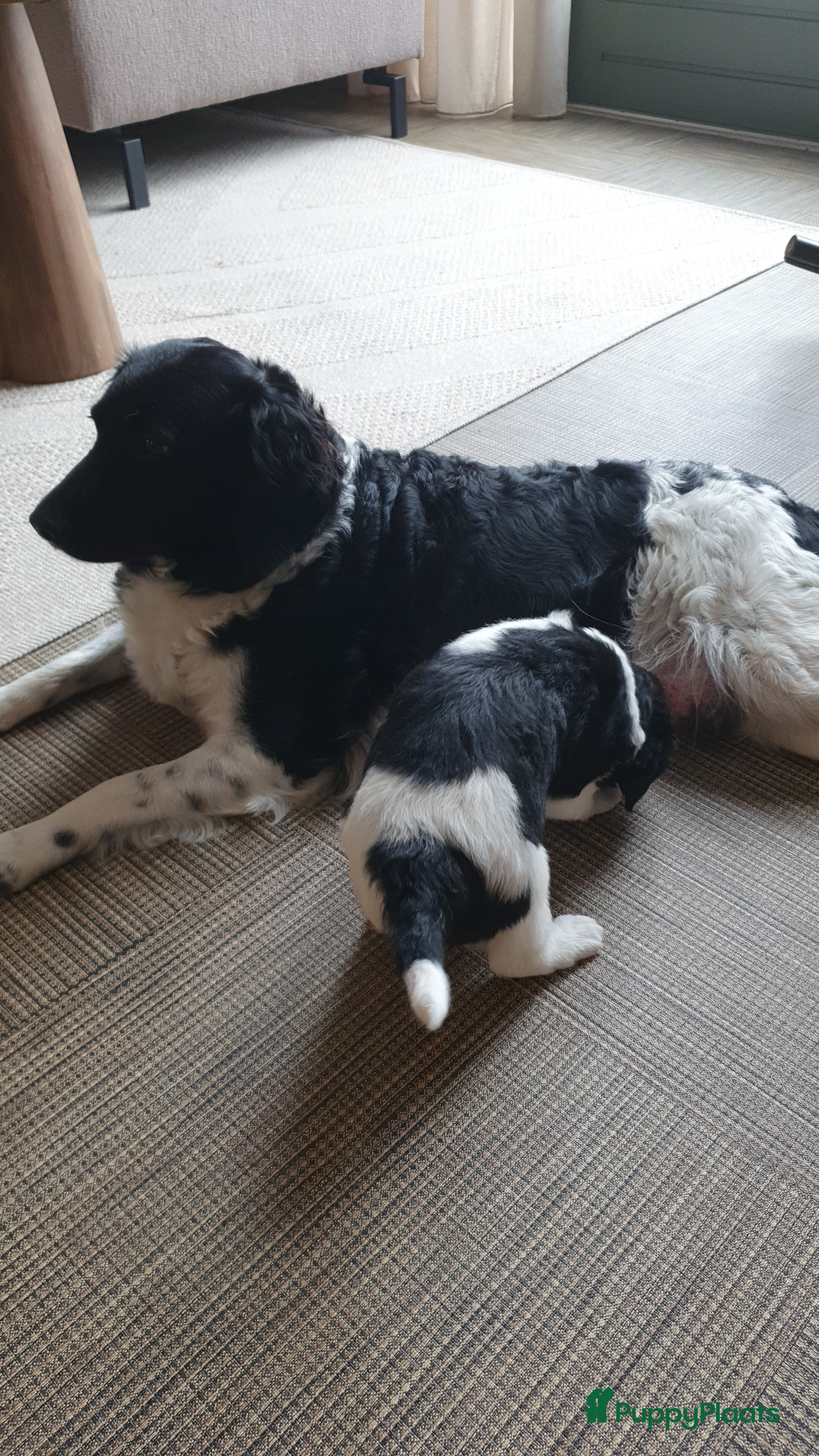 Friese Stabij honden stabij pups te koop - Advertentie 1