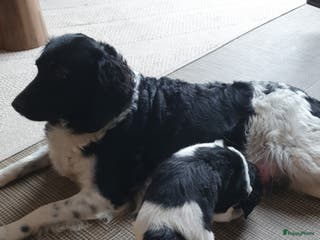 Friese Stabij honden stabij pups te koop - Advertentie 1