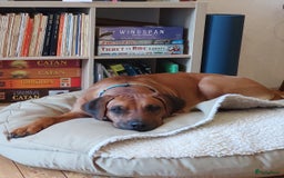 Rhodesian Ridgeback honden te koop: Eenmalig RR nestje-half juni van Keniaanse Teef in Elst - Afbeelding 1