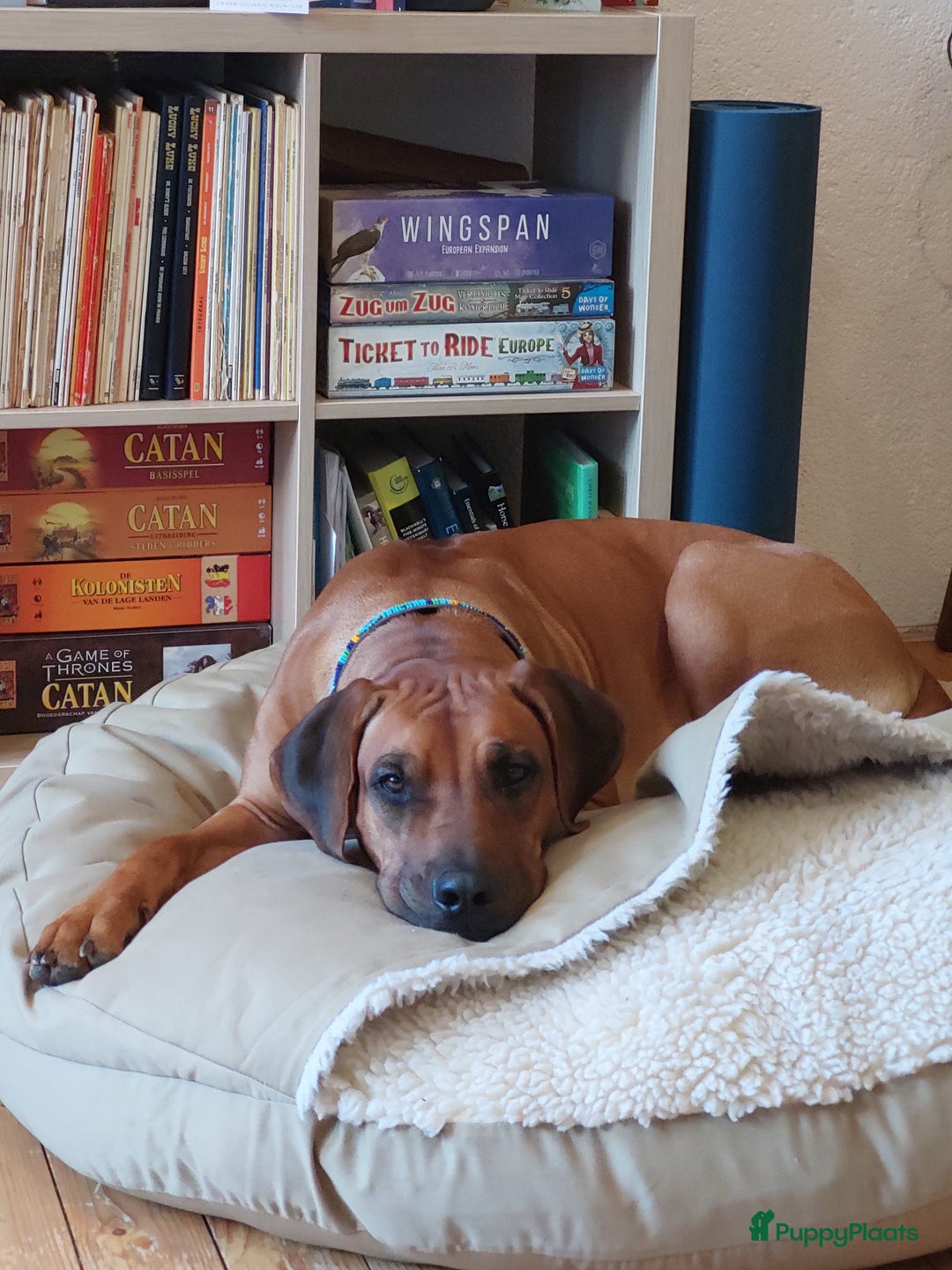 Rhodesian Ridgeback honden te koop: Eenmalig RR nestje-half juni van Keniaanse Teef in Elst - Afbeelding 1