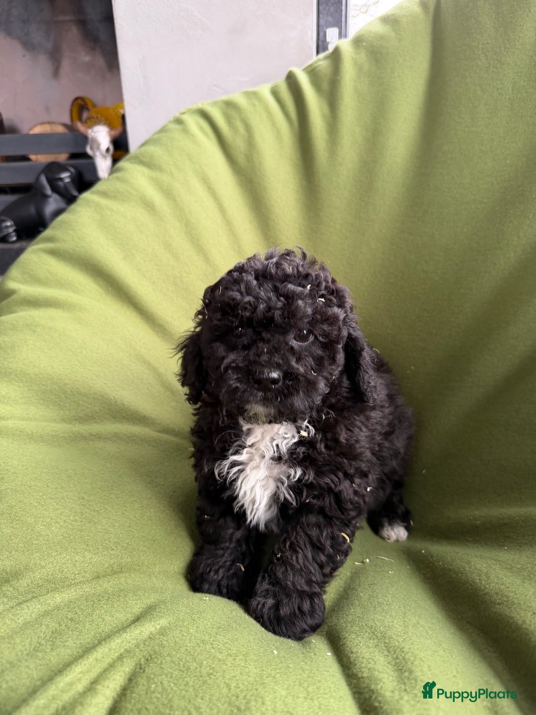 Maltipoo honden te koop: Maltipoo (Maltezer x Toy poedel) pups - Advertentie 24