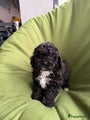 Maltipoo Puppy 10