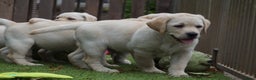 Labrador Retriever honden te koop: Authentieke Gele Labrador pups met Stamboom  - Advertentie 12