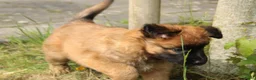 Duitse Herder honden ter adoptie: Baskische herder teefje zoekt gastgezin - Advertentie 5