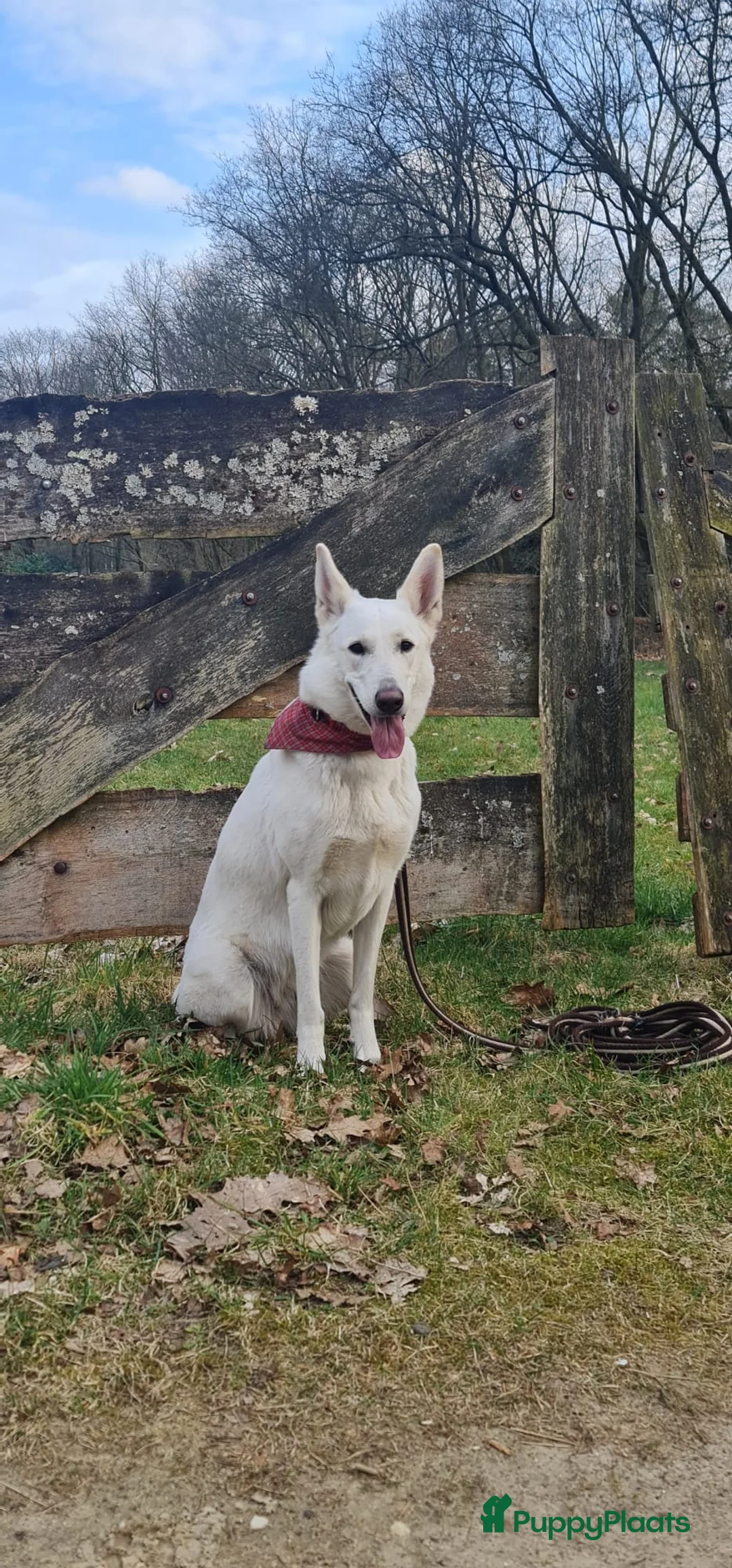 Zwitserse Witte Herdershond honden te koop: Witte herder pups - Advertentie 7