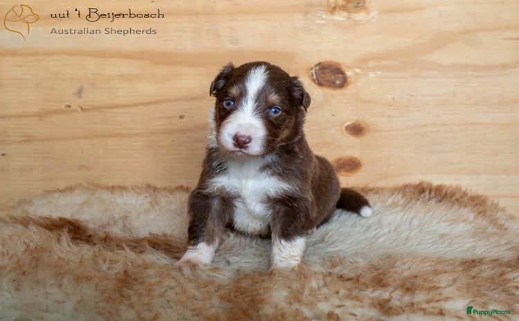 Australian Shepherd honden - Advertentie 1