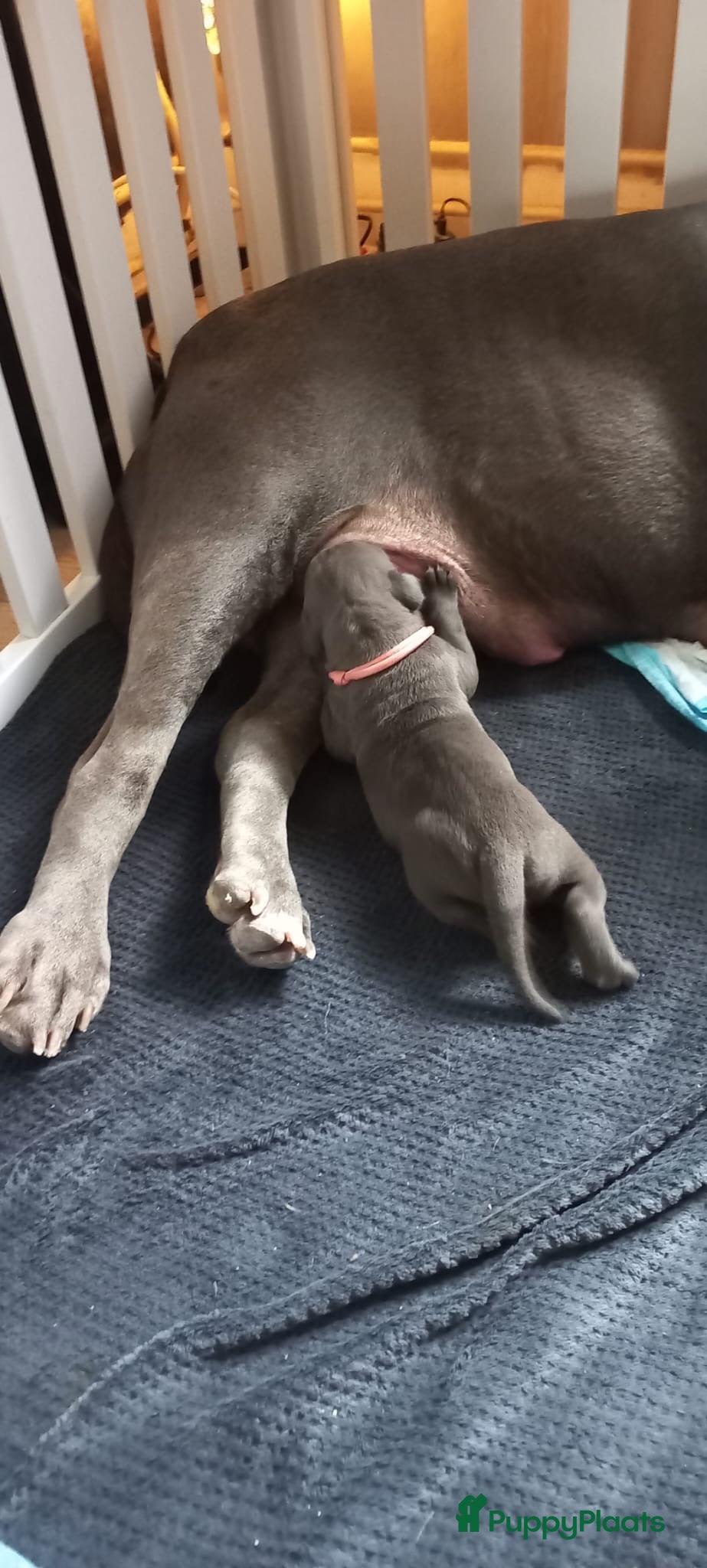 Amerikaanse Bully honden Puppy 15 weken oud teefje - Advertentie 2