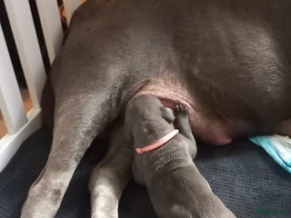 Amerikaanse Bully honden Puppy 15 weken oud teefje - Advertentie 2