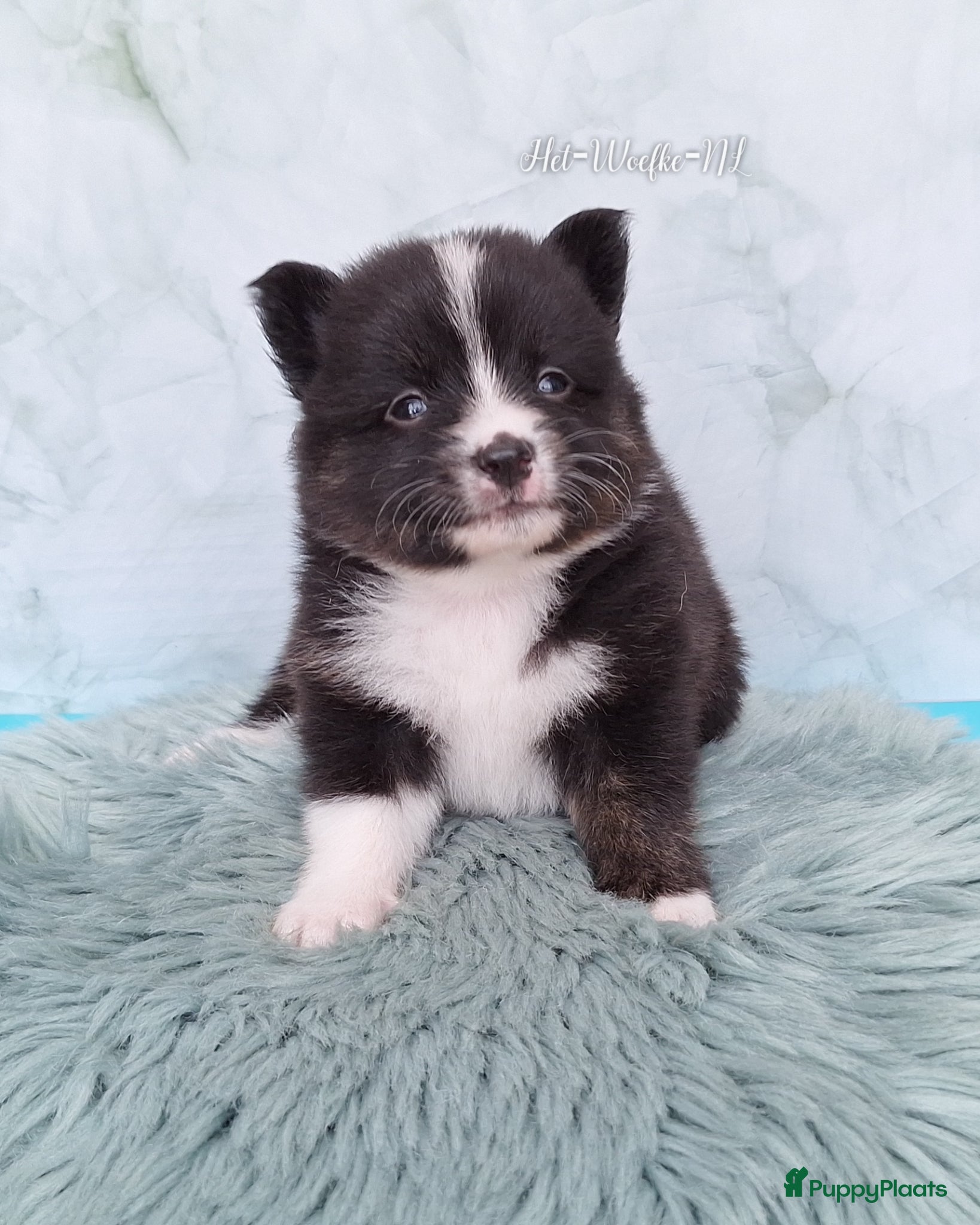 Pomsky honden te koop: Twix 💙 F1b pomsky reu - Advertentie 3