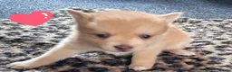 Pomsky honden te koop: Pomsky pups - Advertentie 9
