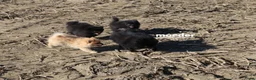 Pomeriaan honden te koop: pomeriaan pups beschikbaar - Advertentie 9