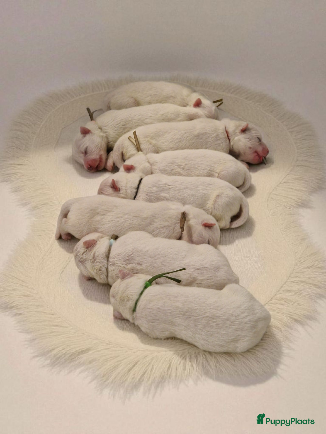 Samojeed honden te koop: Lief Samojeed meisje beschikbaar  - Advertentie 3