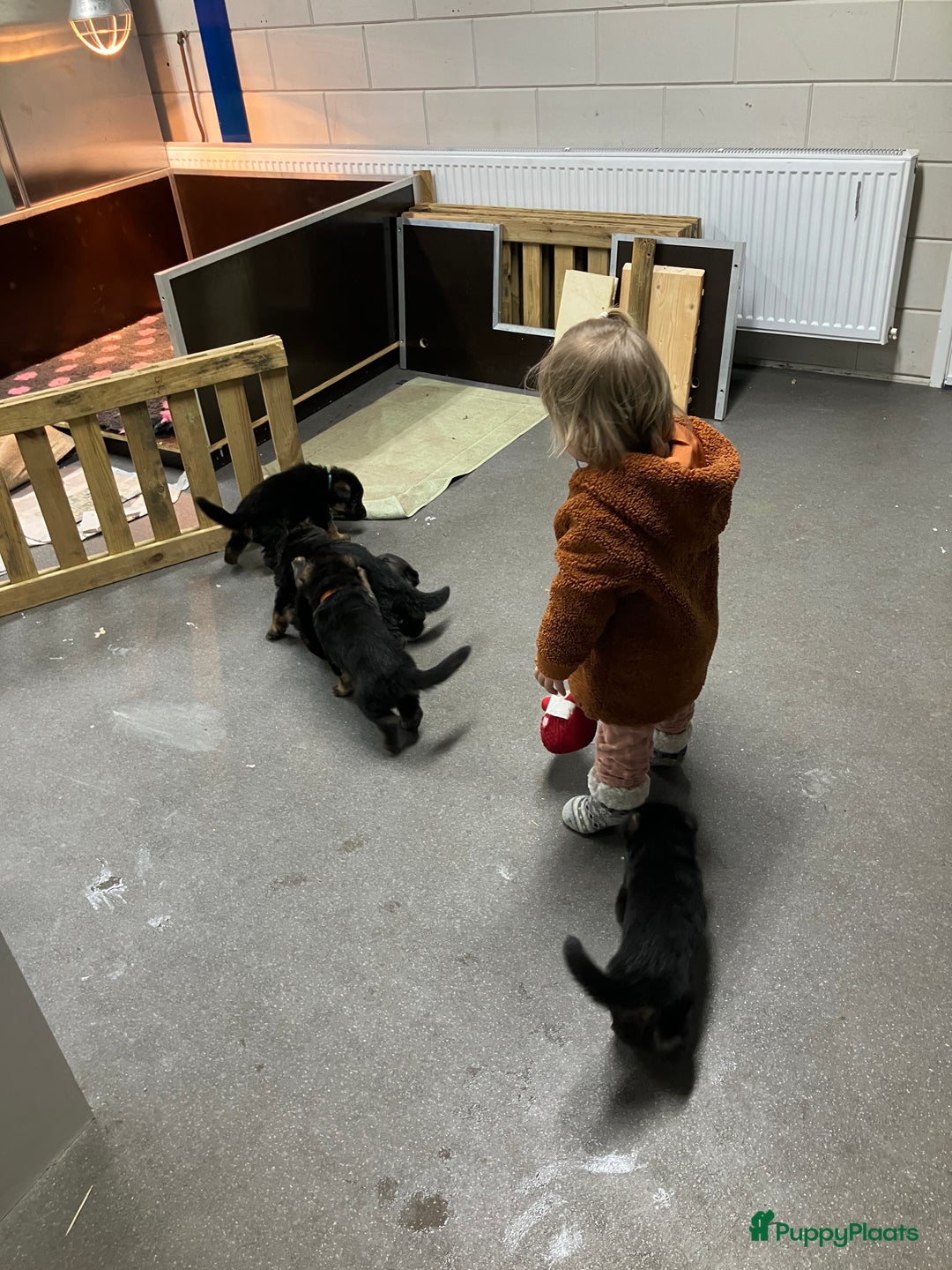 Duitse Herder honden te koop: Duitse Herder Puppy’s met Stamboom! - Advertentie 2