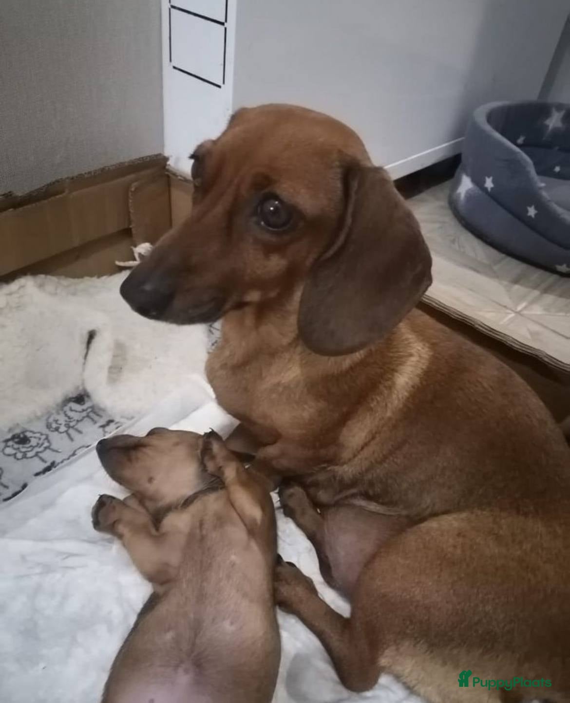 Teckel (korthaar)  honden Teckel pups - Advertentie 1