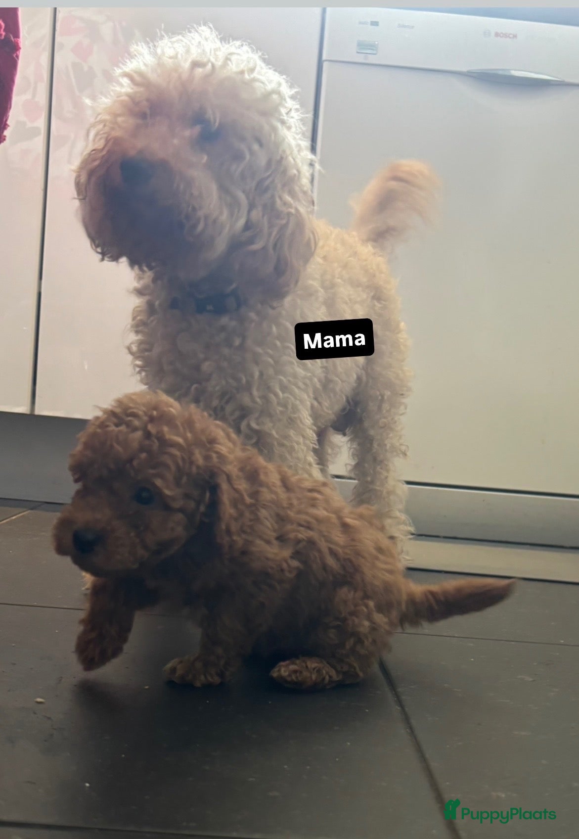 Kruising honden 5 prachtige poedel pups  - Advertentie 2